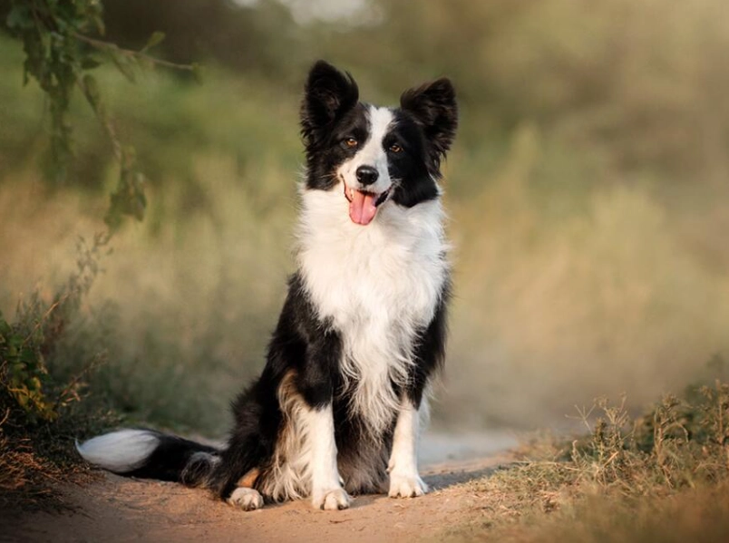 most intelligent dog