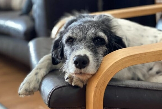 canine cognitive dysfunction treatment canine cognitive dysfunction treatment