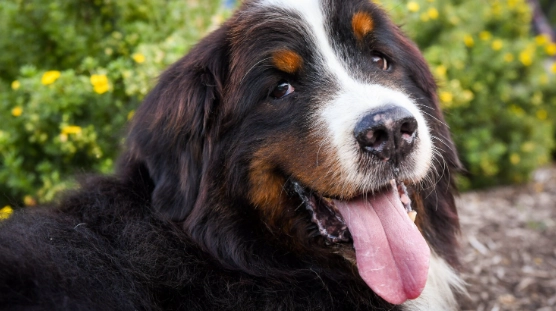 canine cognitive dysfunction treatment canine cognitive dysfunction treatment