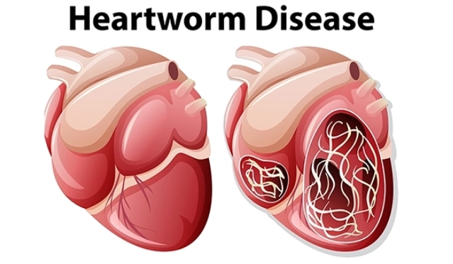 heartworm treatment for dogs