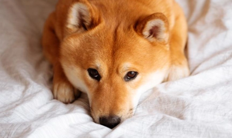 dog throwing up yellow bile treatment