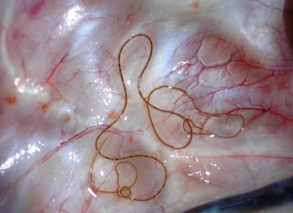 heartworm prevention dogs