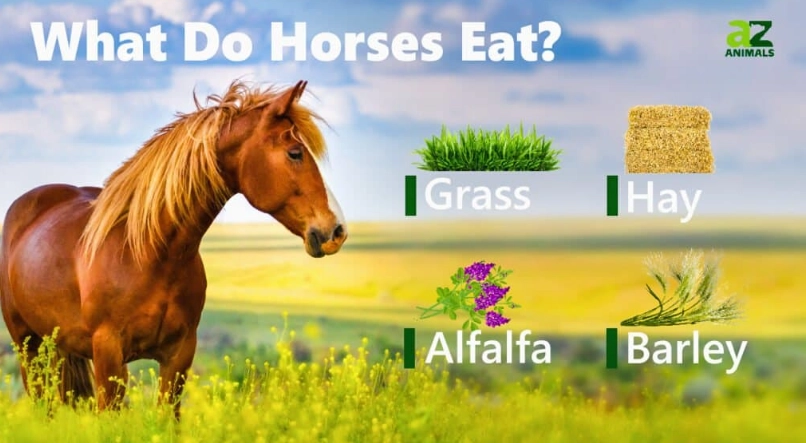 horse diet