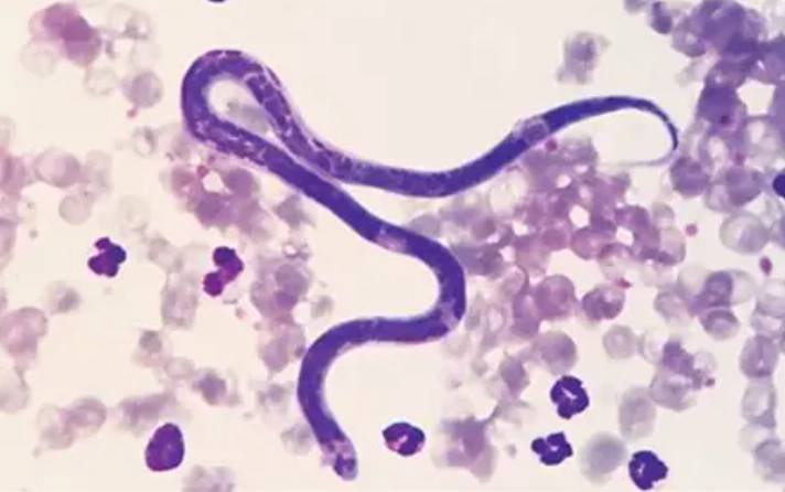 heartworm prevention dogs