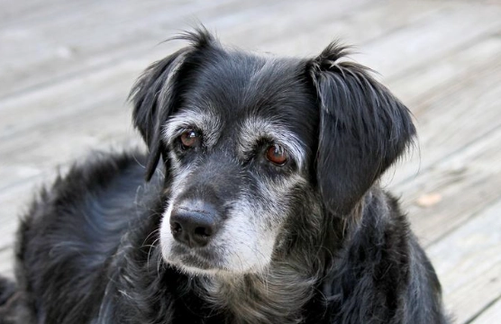 senile dog behavior senile dog behavior