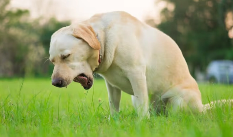 dog throwing up yellow bile treatment