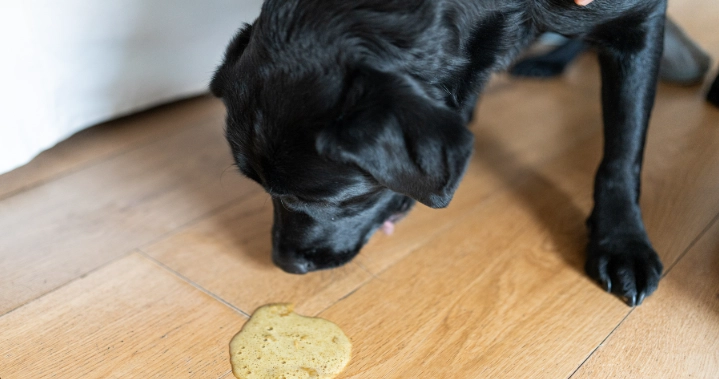 dog vomiting yellow bile