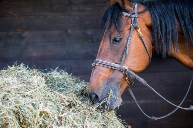 horse diet