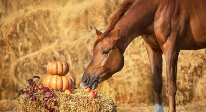 horse diet