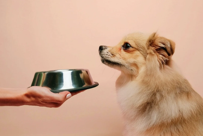 dog upset stomach remedies