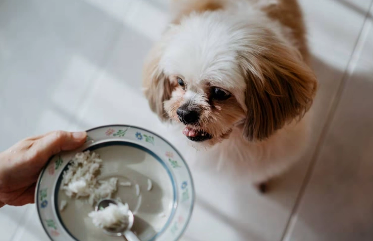 what to give a dog with upset stomach