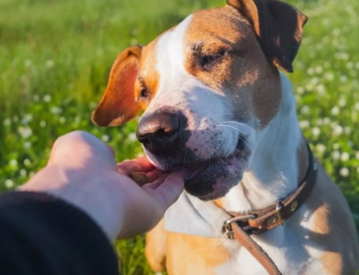 canine gastroenteritis treatment