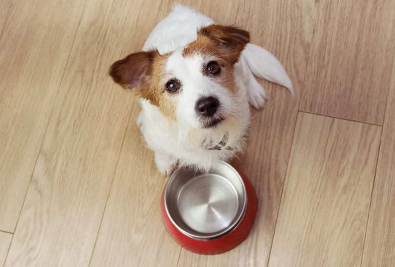 canine gastroenteritis treatment