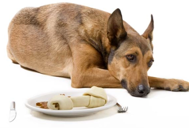 what to give a dog with upset stomach
