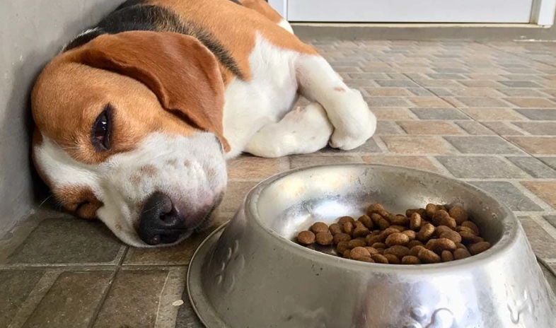 dog upset stomach remedies