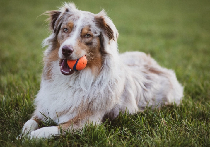 dog intelligence ranking