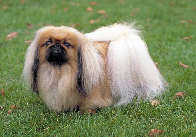 pekingese temperament