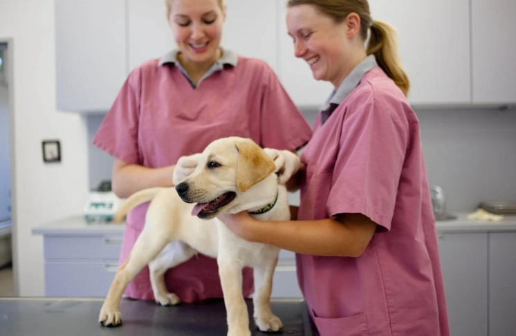 dog vaccination schedule