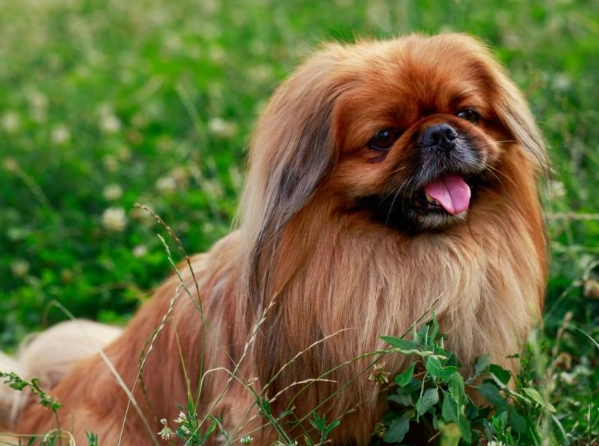 pekingese care
