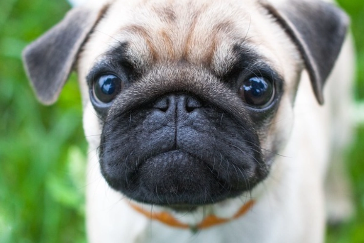 pug characteristics pug characteristics