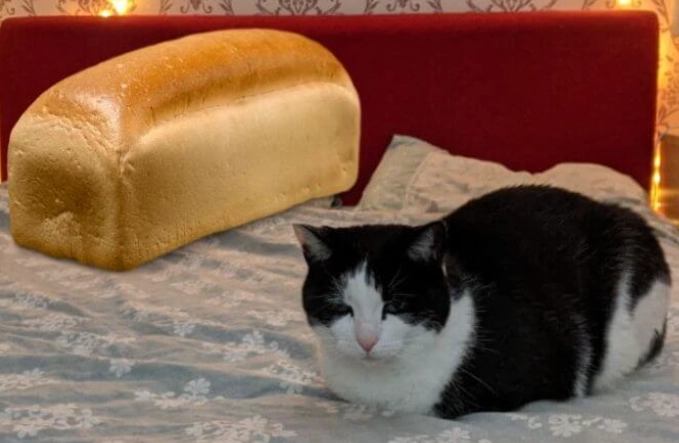 cat loaf meaning
