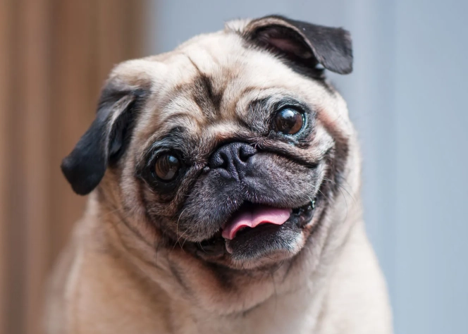 pug characteristics pug characteristics