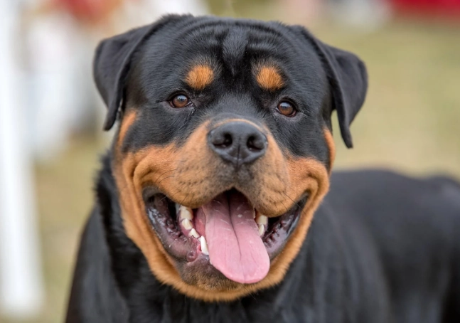 Rottweiler care tips