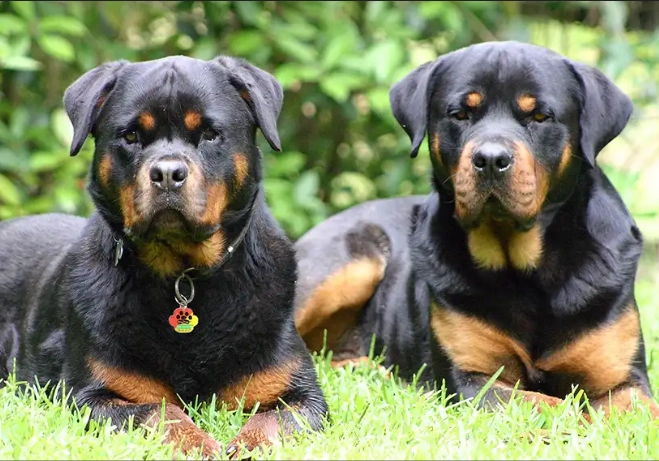 Rottweiler temperament