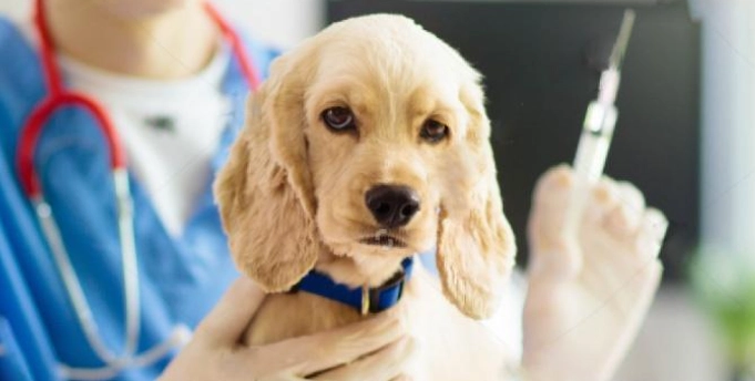 puppy vaccination schedule puppy vaccination schedule