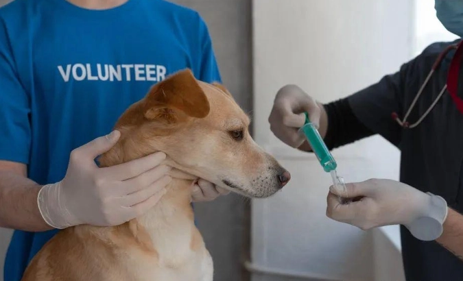 dog vaccination costs dog vaccination costs