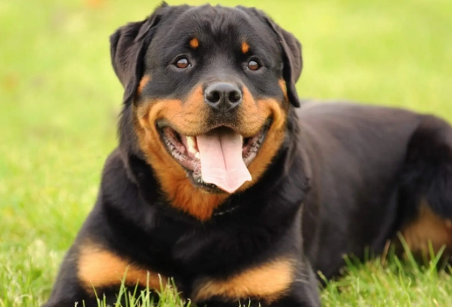Rottweiler temperament