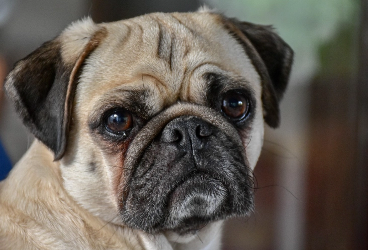 pug health problems pug health problems