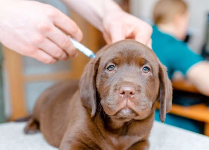 dog vaccination schedule