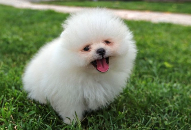 small white dog breeds