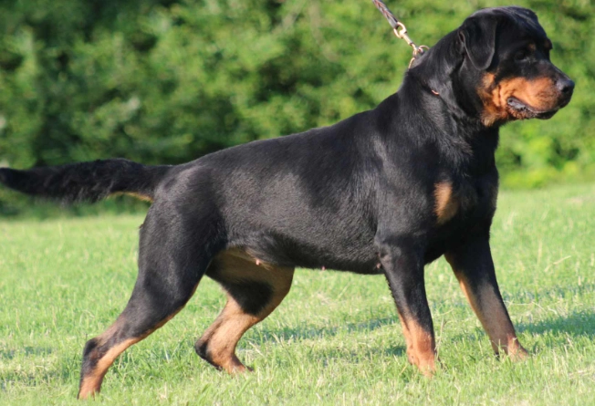 Rottweiler care tips