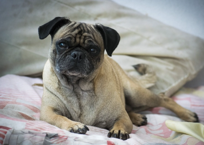 pug health problems pug health problems