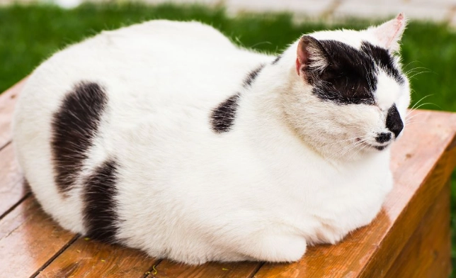 cat loaf meaning