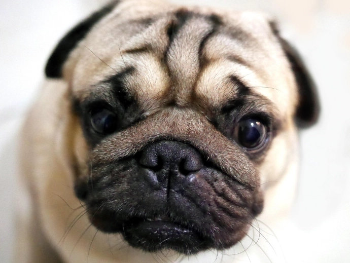 pug care guide pug care guide