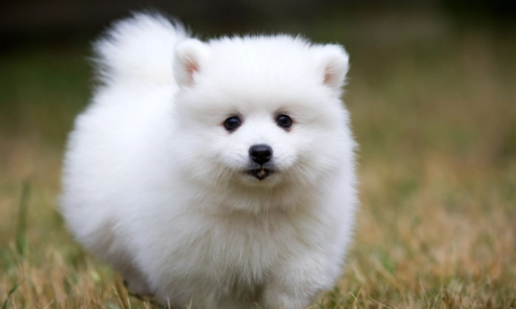 white fluffy dog