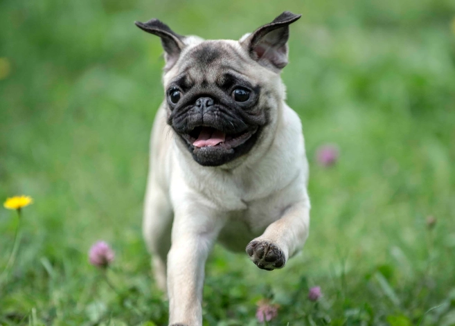 pug care guide pug care guide