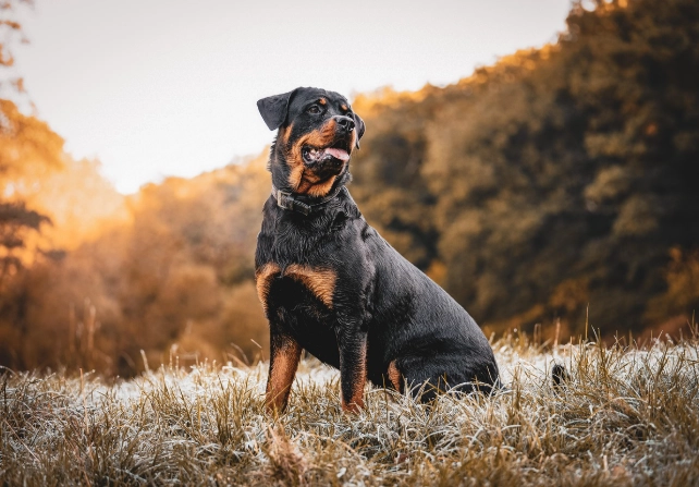 Rottweiler dog breed