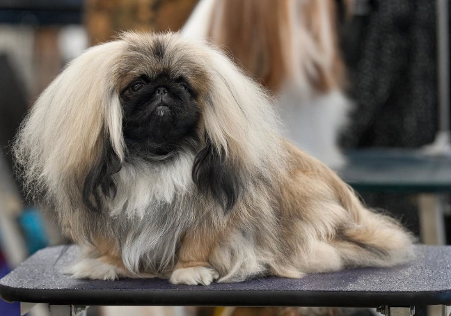pekingese care