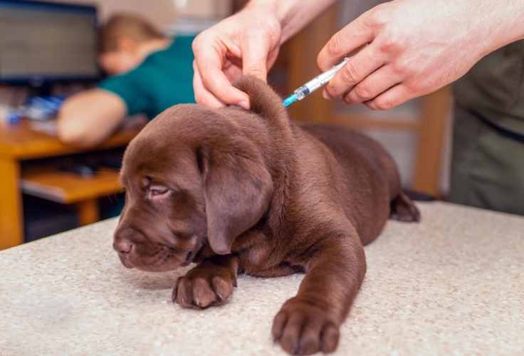 puppy shots