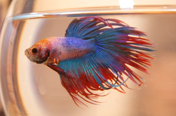 beta fish care