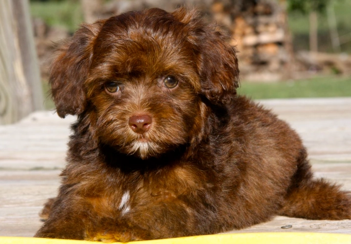 yorkiepoo full grown