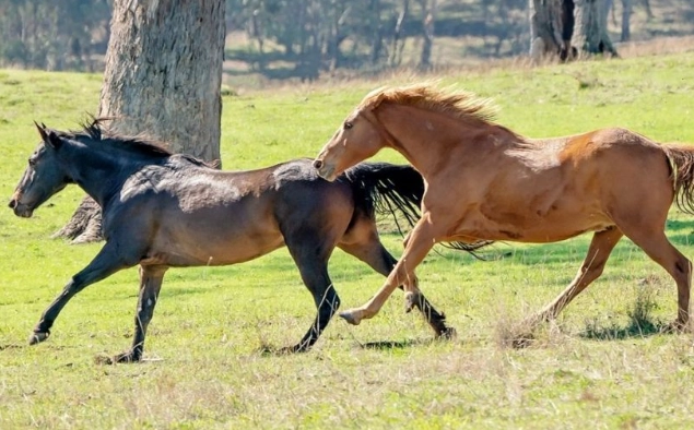 horse running speed