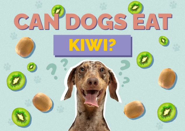 is kiwi good for dogs