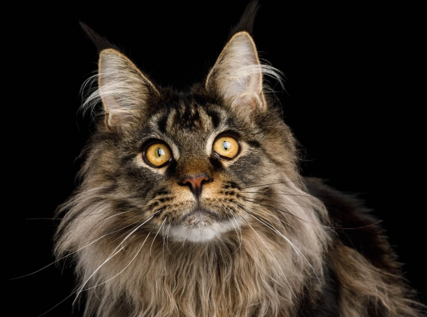 giant house cat breeds giant house cat breeds