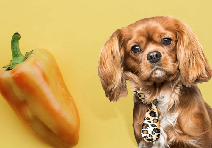 are bell peppers safe for dogs