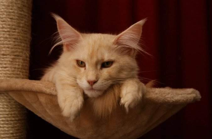 how long do Maine Coons live